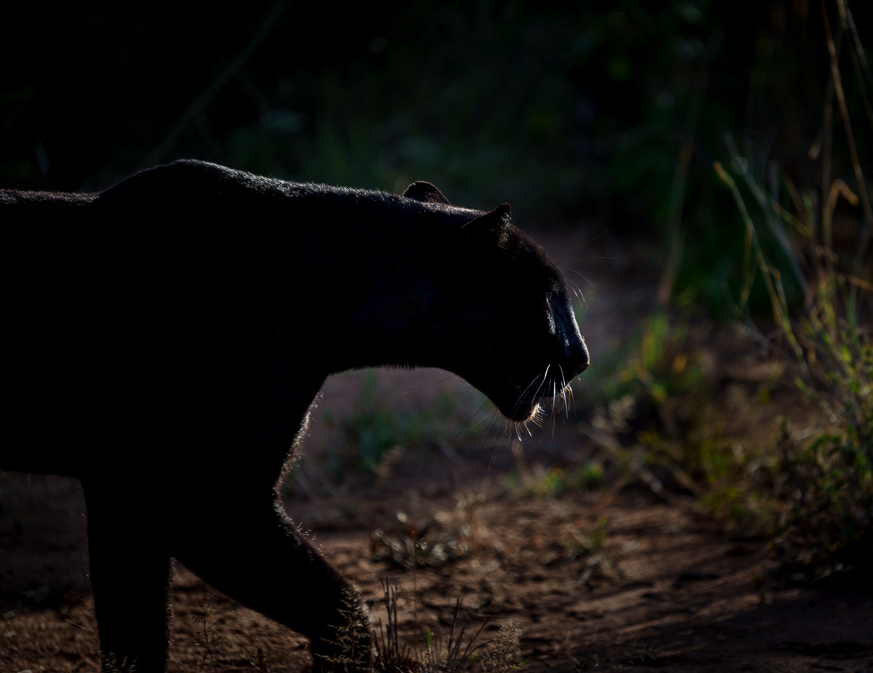 Silhouette of a black panther